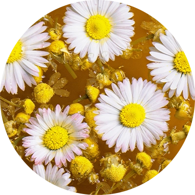 Chamomile Extract