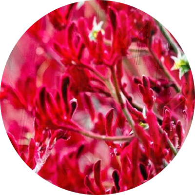 Kangaroo Paw Flower Extract