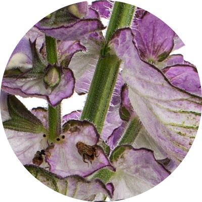 Patchouli Essential Oil
